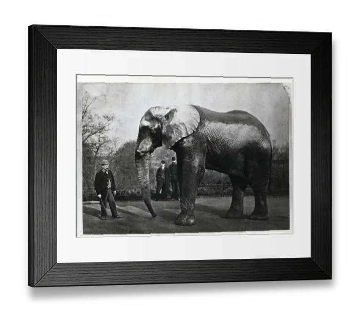 Framed Print : Jumbo the Elephant Framed Print : Jumbo the Elephant