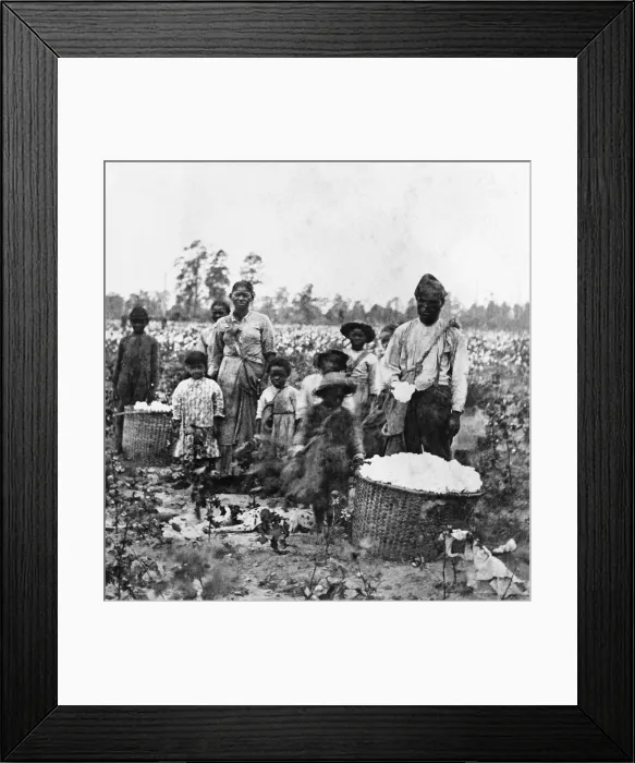 Framed Print : Enslaved Family In Cotton Field near Savannah Framed Print : Enslaved Family In Cotton Field near Savannah