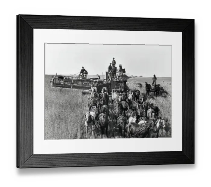 Framed Print : Horse-Drawn Harvestor; 30 Horses, Wheat Framed Print : Horse-Drawn Harvestor; 30 Horses, Wheat