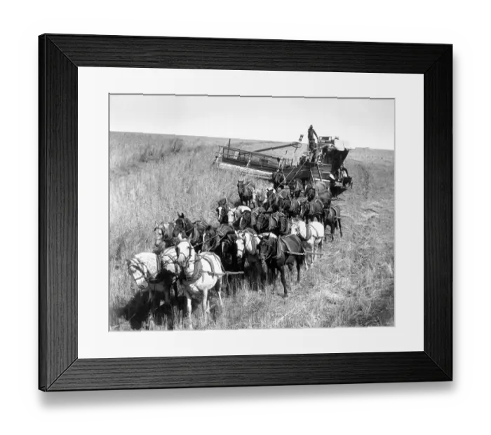 Framed Print : Farmers Use Horse Driven Harvester Framed Print : Farmers Use Horse Driven Harvester