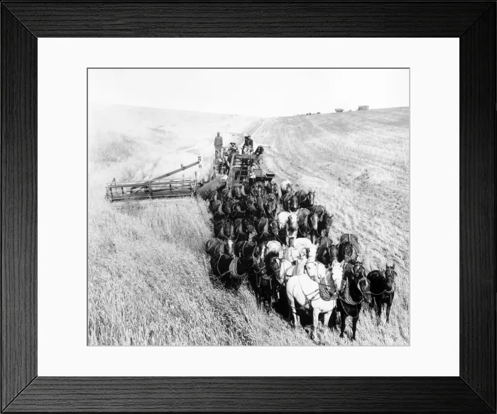 Framed Print : Large Team of Horses Pulling Thresher Framed Print : Large Team of Horses Pulling Thresher