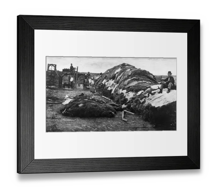 Framed Print : Stacks of Buffalo Hides Framed Print : Stacks of Buffalo Hides