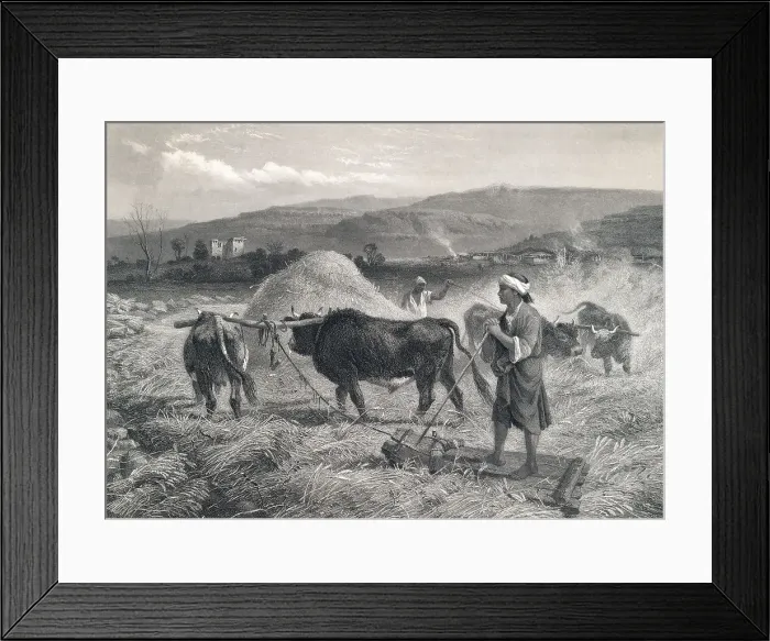Framed Print : Western Asian Field Workers Threshing Crops with Use of Oxen Framed Print : Western Asian Field Workers Threshing Crops with Use of Oxen