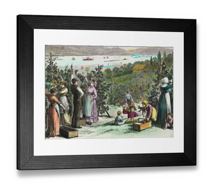 Framed Print : Farmers Picking Grapes on River's Edge Framed Print : Farmers Picking Grapes on River's Edge