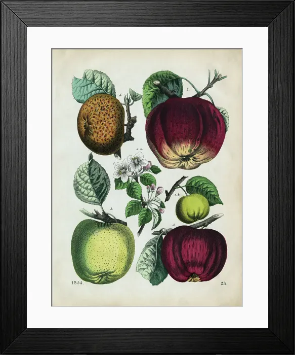Framed Print : Different Types of Apples Framed Print : Different Types of Apples