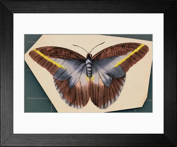 Framed Print : Colorful Butterfly Framed Print : Colorful Butterfly