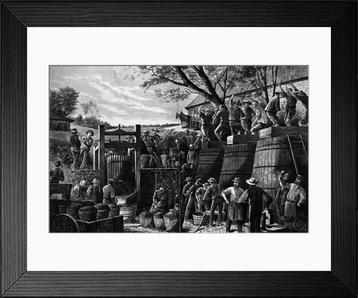 Framed Print : Chinese Laborer Pressing Grapes Framed Print : Chinese Laborer Pressing Grapes
