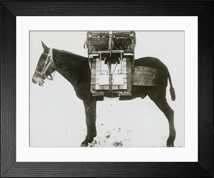 Framed Print : Donkey Carrying Portable Telegraph
