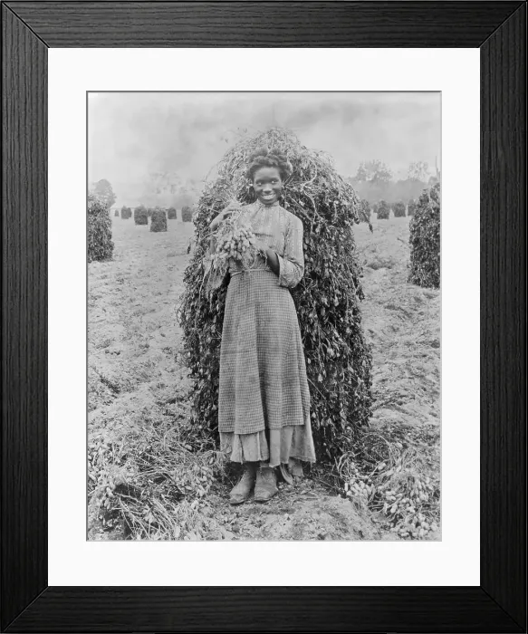 Framed Print : Early African American Girl on Peanut Plantation Framed Print : Early African American Girl on Peanut Plantation