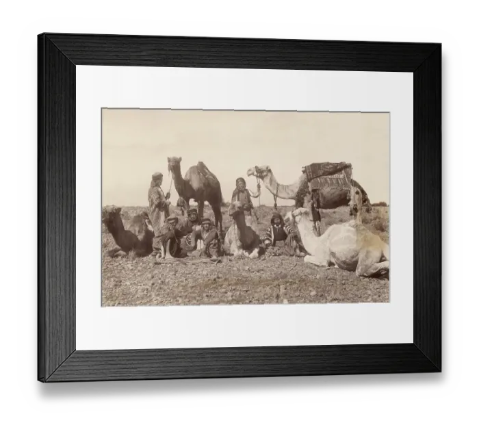 Framed Print : Bedouins Rest with Their Camels Framed Print : Bedouins Rest with Their Camels