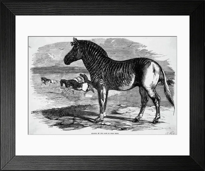 Framed Print : Engraving Of Zebra Relative In Africa Framed Print : Engraving Of Zebra Relative In Africa