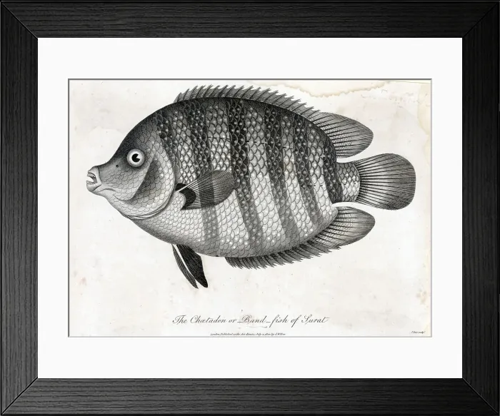 Framed Print : Chatadon or Bandfish Engraving Framed Print : Chatadon or Bandfish Engraving
