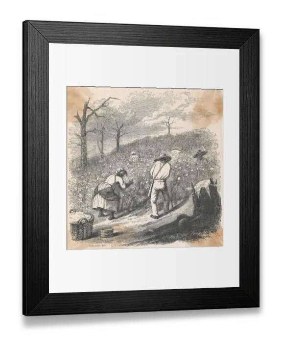 Framed Print : African American Slaves Working as Cotton Pickers Framed Print : African American Slaves Working as Cotton Pickers