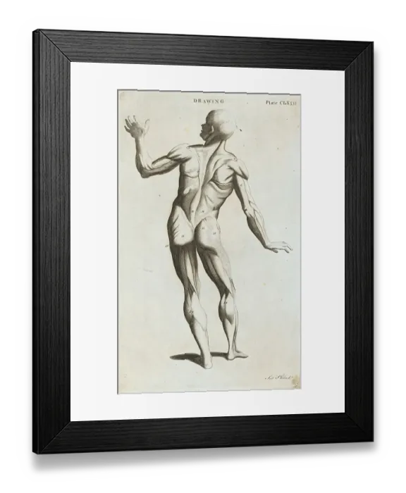 Framed Print : Portrait of the Human Anatomy Framed Print : Portrait of the Human Anatomy