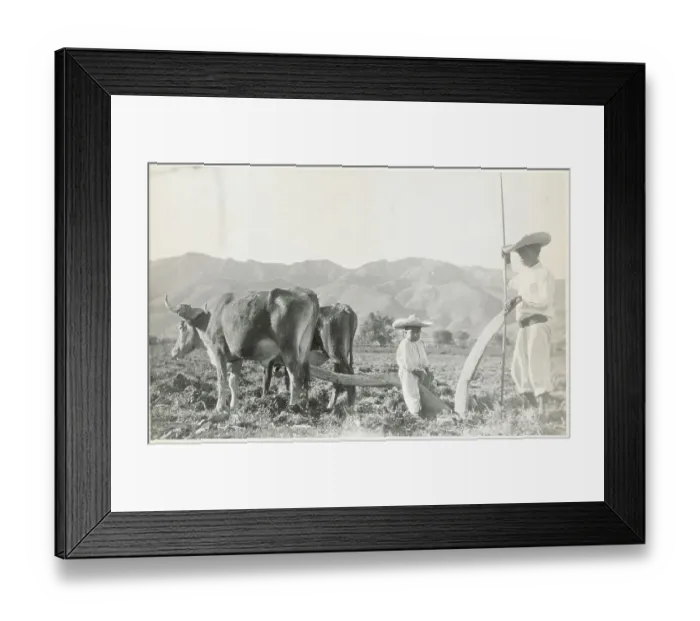 Framed Print : Workers in the Field with Cattle and Plow Framed Print : Workers in the Field with Cattle and Plow
