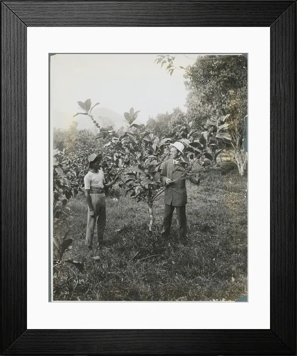 Framed Print : Inspector and Field Worker Examining Coffee Tree Framed Print : Inspector and Field Worker Examining Coffee Tree