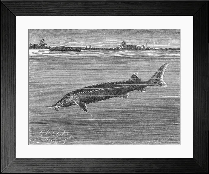 Framed Print : Sturgeon Fish Swimming Across from Island Framed Print : Sturgeon Fish Swimming Across from Island