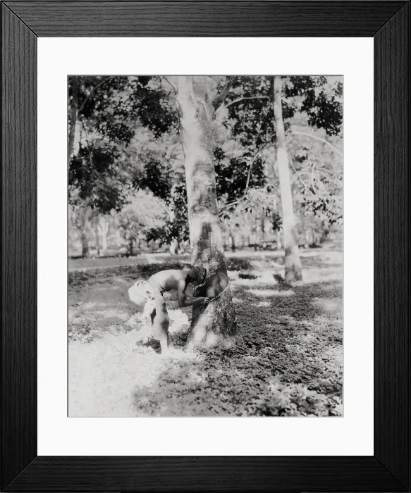 Framed Print : Native of Sumatra Removing Sap from Tree Framed Print : Native of Sumatra Removing Sap from Tree