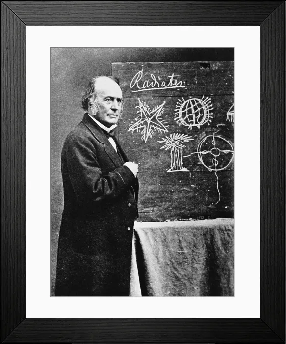Framed Print : Naturalist Louis Agassiz with Diagram Framed Print : Naturalist Louis Agassiz with Diagram