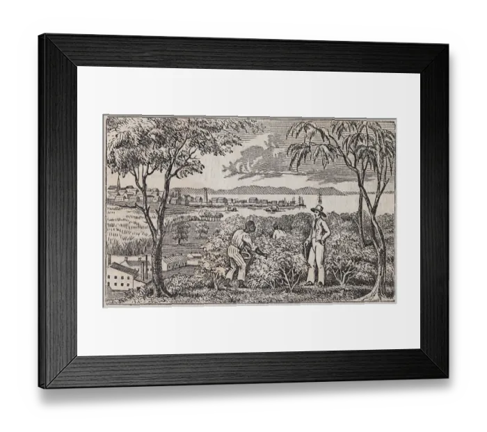 Framed Print : African American Picking Cotton with Overseer Framed Print : African American Picking Cotton with Overseer