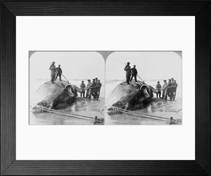 Framed Print : Whalers on Beach with Slain Whale Framed Print : Whalers on Beach with Slain Whale