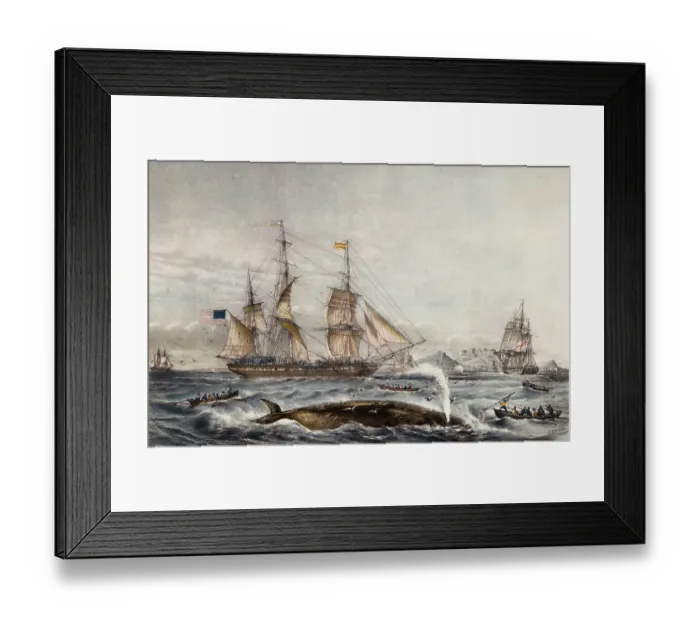 Framed Print : Cape of Good Hope Framed Print : Cape of Good Hope
