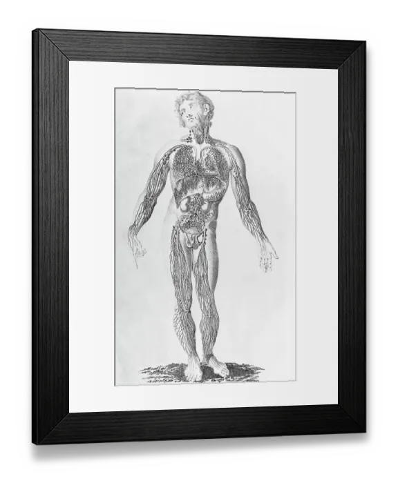 Framed Print : Diagram Depicting Blood Vessel Distribution Framed Print : Diagram Depicting Blood Vessel Distribution