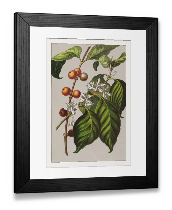 Framed Print : Arabica coffee: leaves, blossoms and fruits, chromolithograph, published in 1889