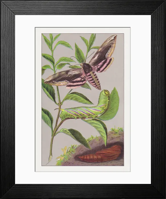 Framed Print : Privet hawk moth (Sphinx ligustri), chromolithograph, published in 1891 Framed Print : Privet hawk moth (Sphinx ligustri), chromolithograph, published in 1891