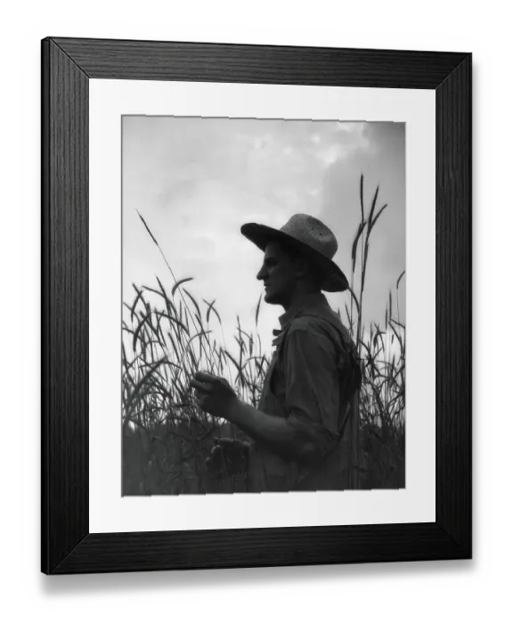 Framed Print : Silhouette of farmer wearing straw hat in middle of wheat field Framed Print : Silhouette of farmer wearing straw hat in middle of wheat field