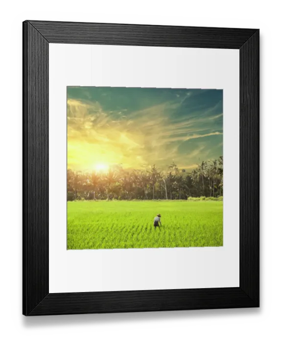 Framed Print : Bali paddy field Framed Print : Bali paddy field