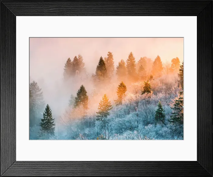 Framed Print : Stunning sunrise light among the trees, Bled, Slovenia Framed Print : Stunning sunrise light among the trees, Bled, Slovenia