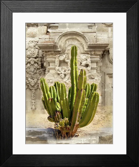 Framed Print : Cactus in front of ruins of baroque spanish church Framed Print : Cactus in front of ruins of baroque spanish church
