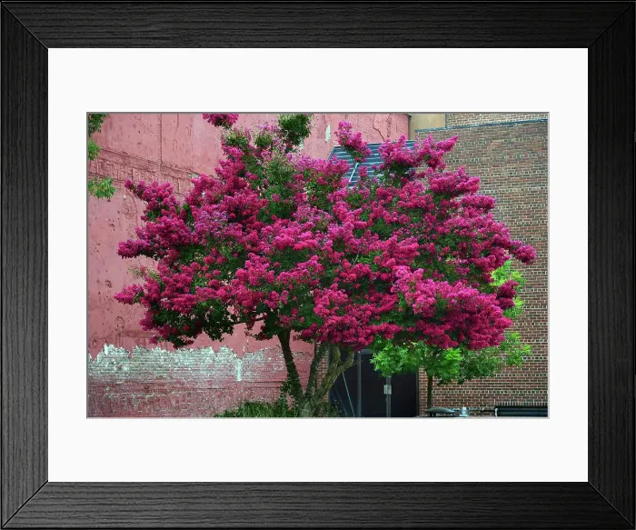 Framed Print : Crepe Myrtle Tree in Bloom Framed Print : Crepe Myrtle Tree in Bloom