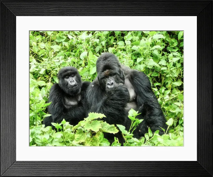 Framed Print : Gorillas in Rwanda Framed Print : Gorillas in Rwanda
