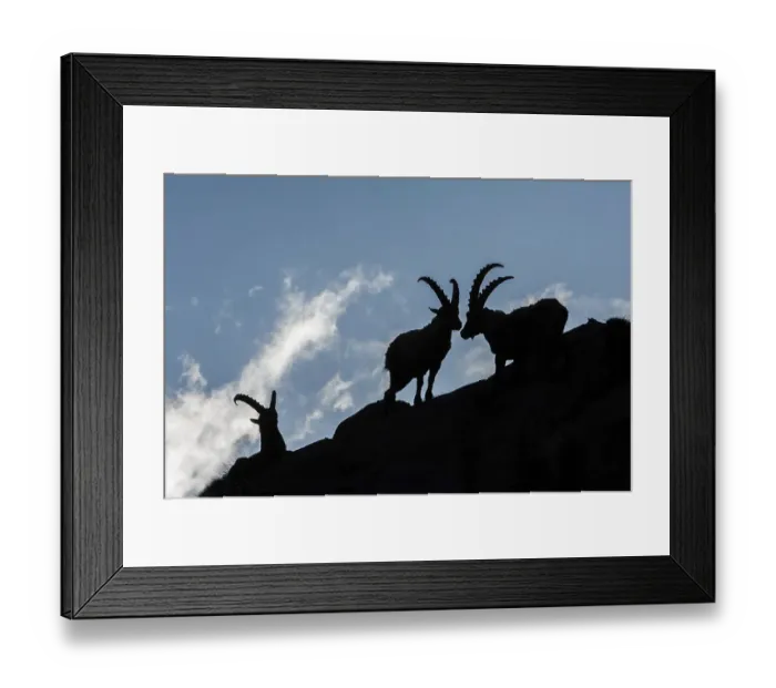 Framed Print : Ibex, Capra ibex, gran paradiso national, park, italy Framed Print : Ibex, Capra ibex, gran paradiso national, park, italy