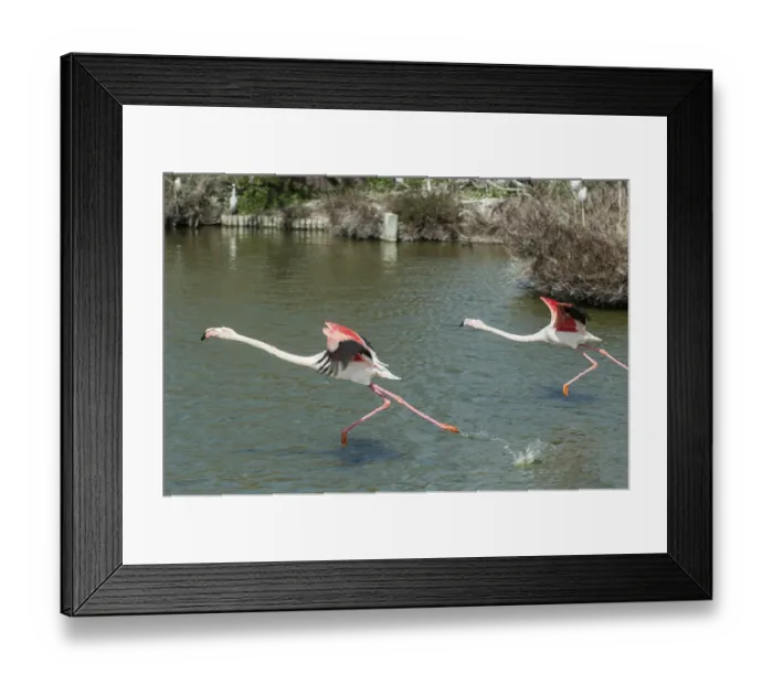 Framed Print : Pink flamingo, Phoenicopterus roseus, camargue, france Framed Print : Pink flamingo, Phoenicopterus roseus, camargue, france