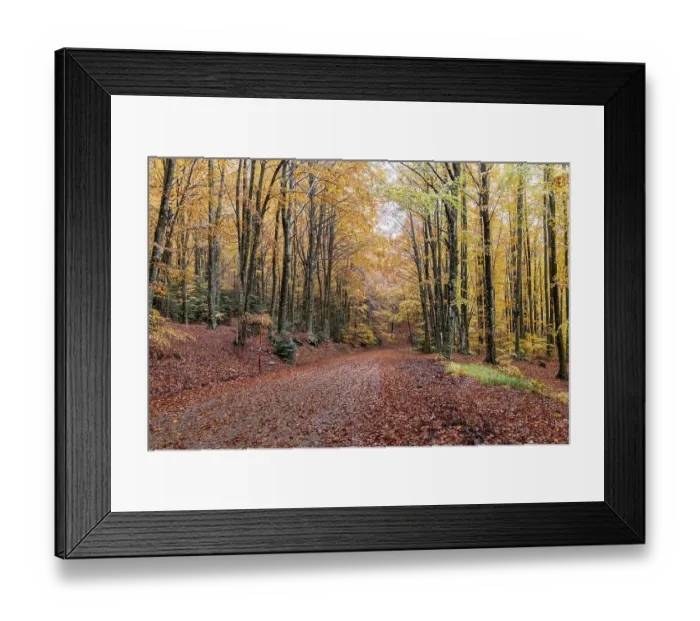Framed Print : Beech, forest, autumn, italy Framed Print : Beech, forest, autumn, italy