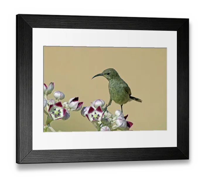 Framed Print : Glaenzender Sonnenvogel, Salalah, Oman, Asia Framed Print : Glaenzender Sonnenvogel, Salalah, Oman, Asia