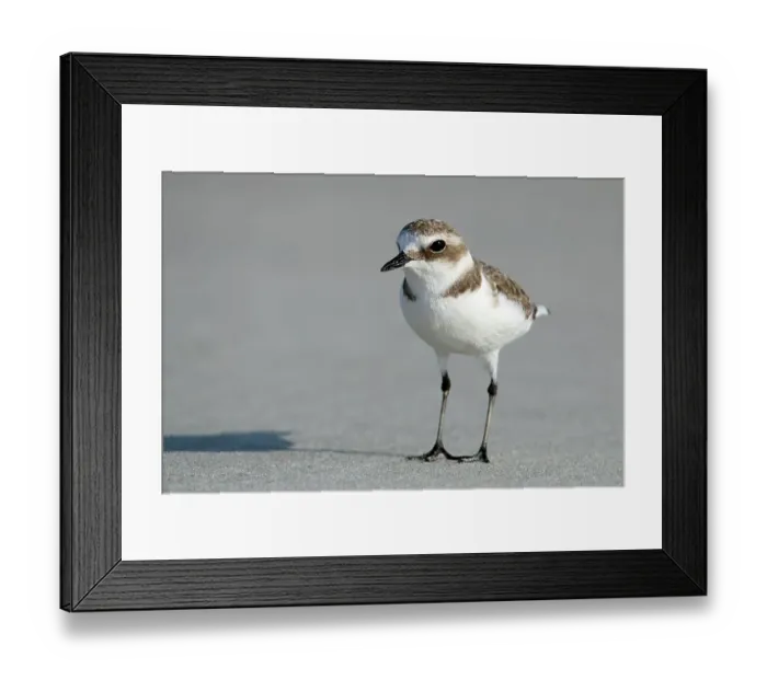 Framed Print : Mongolian plover, Oman, Asia Framed Print : Mongolian plover, Oman, Asia