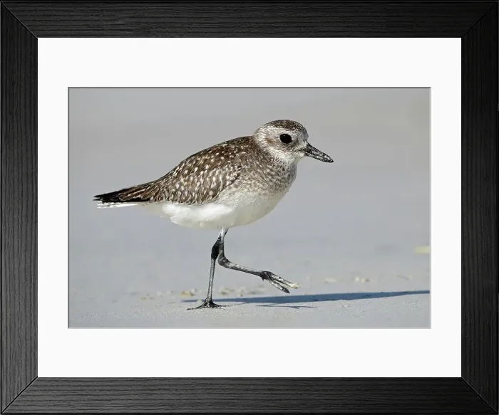 Framed Print : Little Ringed Plover, Oman, Asia Framed Print : Little Ringed Plover, Oman, Asia