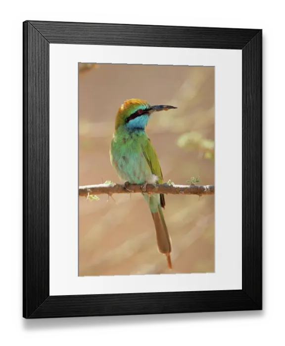 Framed Print : Emerald pin, Oman, Asia Framed Print : Emerald pin, Oman, Asia