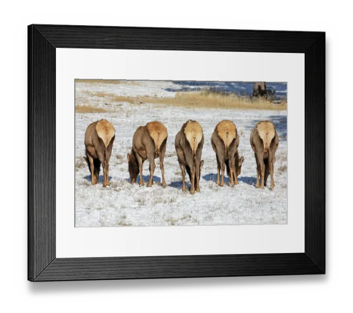 Framed Print : Bull Elk (Cervus canadensis) grazing in the light snow-covered field standing in a row with their white rears showing Framed Print : Bull Elk (Cervus canadensis) grazing in the light snow-covered field standing in a row with their white rears showing