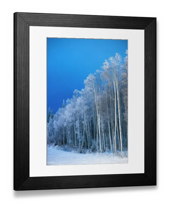 Framed Print : Forest of trees covered in hoar frost beside a snowy field Framed Print : Forest of trees covered in hoar frost beside a snowy field