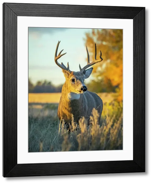 Framed Print : White-tailed Deer (Odocoileus virginianus) buck, Eastern Plains Framed Print : White-tailed Deer (Odocoileus virginianus) buck, Eastern Plains