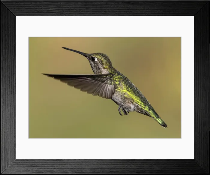 Framed Print : Hummingbird (Trochilidae) in flight, Cascade Siskiyou National Monument Framed Print : Hummingbird (Trochilidae) in flight, Cascade Siskiyou National Monument