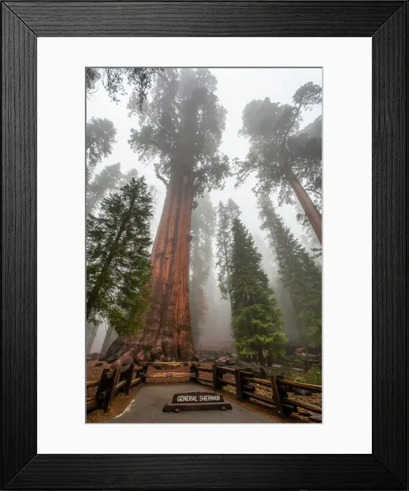 Framed Print : General Sherman, world's largest tree, Sequoia National Park Framed Print : General Sherman, world's largest tree, Sequoia National Park
