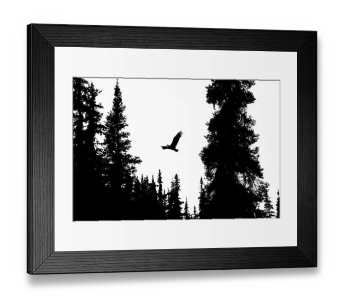 Framed Print : Silhouette of a Bald eagle (Haliaeetus leucocephalus) flying through the tree tops