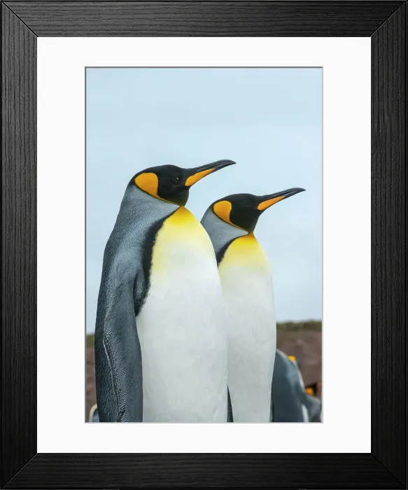 Framed Print : King penguins (Aptenodytes patagonicus) Framed Print : King penguins (Aptenodytes patagonicus)