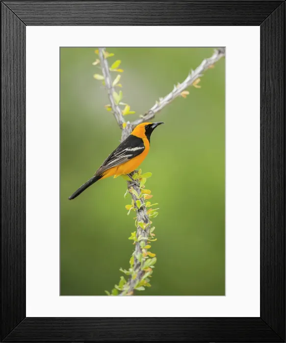 Framed Print : Male Hooded oriole (Icterus cucullatus) Framed Print : Male Hooded oriole (Icterus cucullatus)